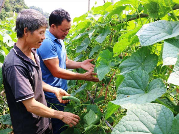 Rau Không Sử Dụng Hóa Chất Tăng Trưởng