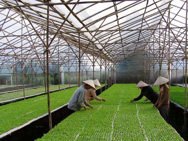 Mua bán online Sản phẩm chính hãng